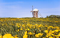 Fietsroute Bloemenroute Zuid Holland